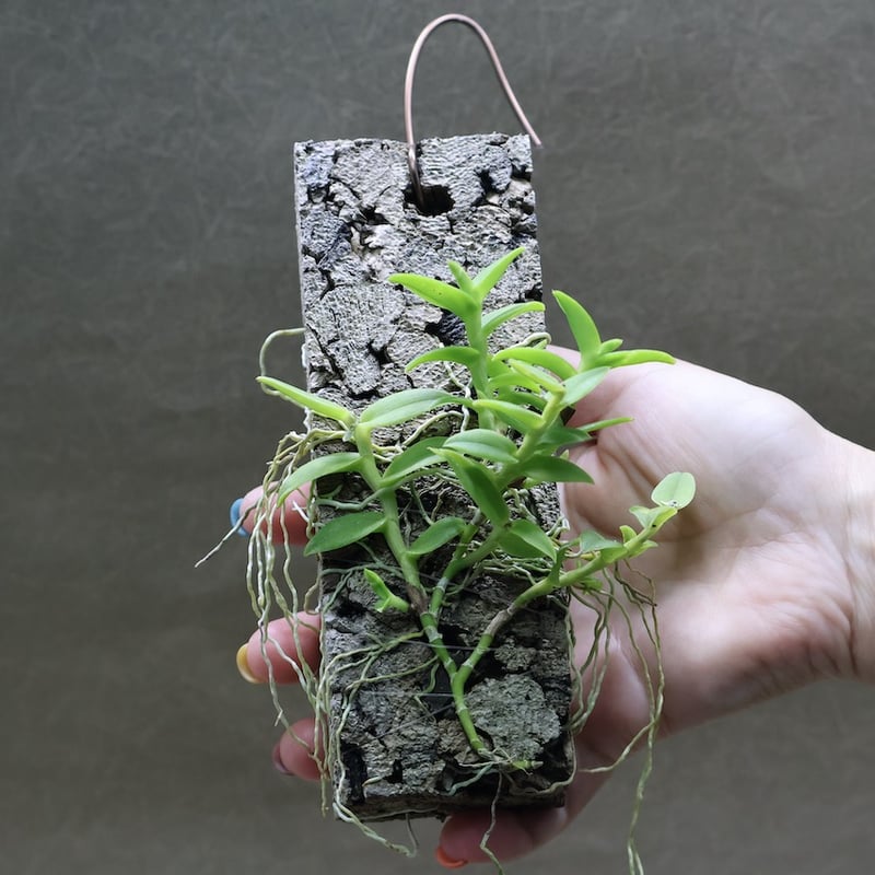 エピデンドラム ポーパックス アルバム 01号 | air-plants TENGU-DO