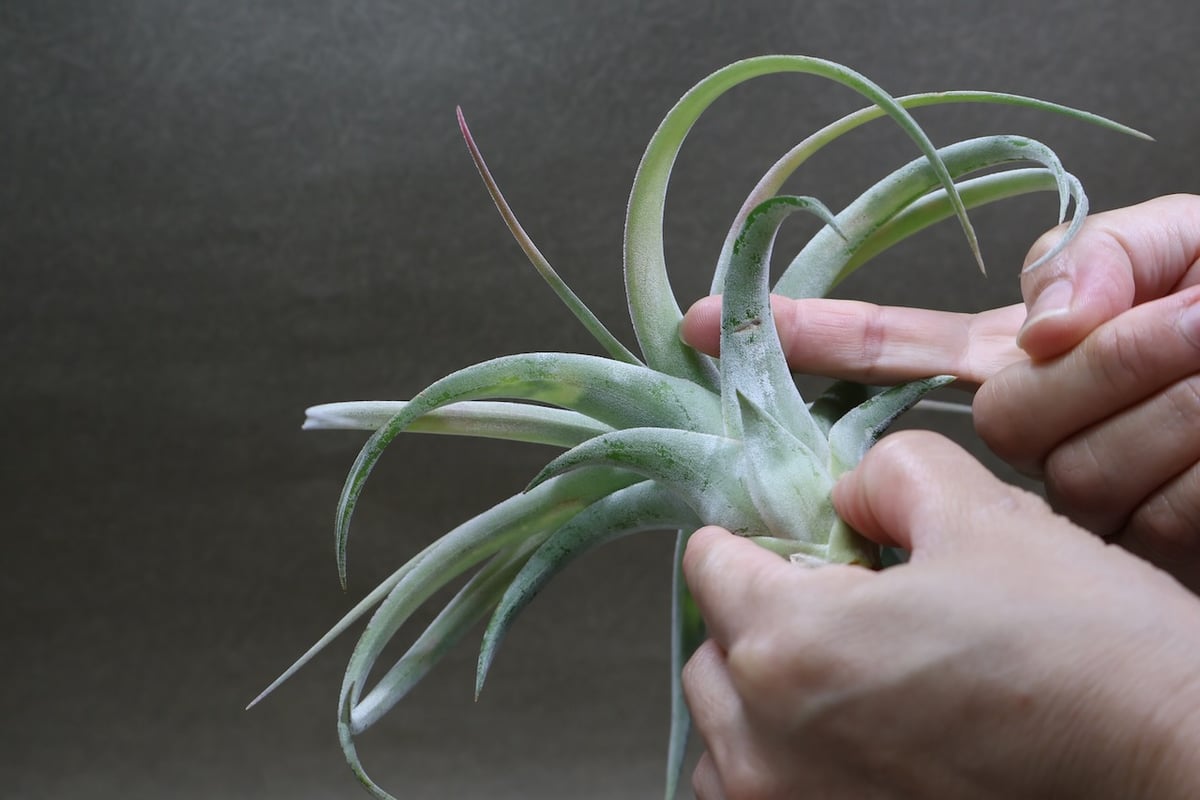 キセログラフィカ × イオナンタバンハイニンギー 07号 | air-plants