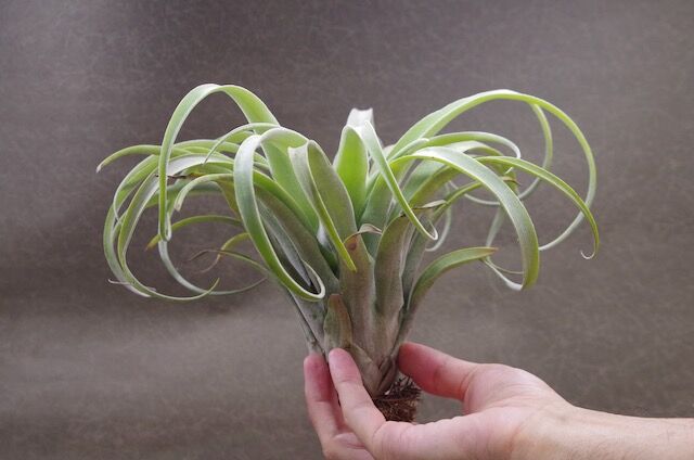 ストレプトフィラ メキシコ × リオホンドエンシス 01号 | air-plants