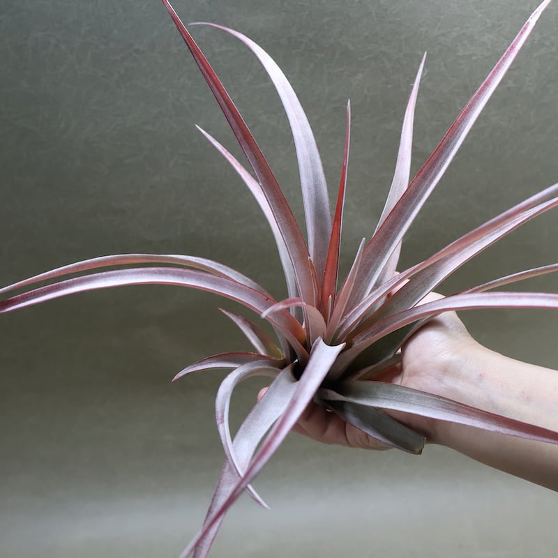 カピタータ ファイヤーオレンジ 12号 | air-plants TENGU-DO