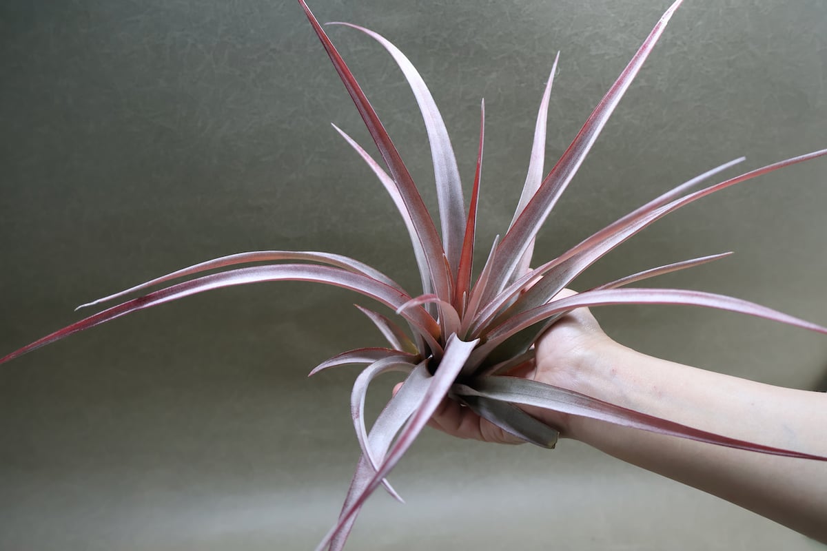 カピタータ ファイヤーオレンジ 12号 | air-plants TENGU-DO