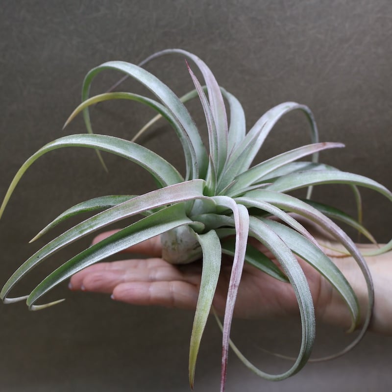 キセログラフィカ × イオナンタバンハイニンギー 06号 | air-plants