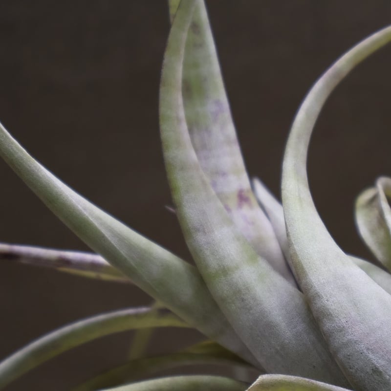 フレクスオーサ 12号 | air-plants TENGU-DO