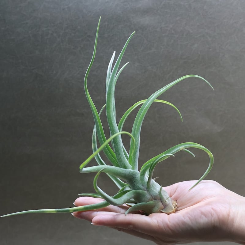 ショータイム × ストレプトフィラ Mサイズ03号 | air-plants TENGU-DO