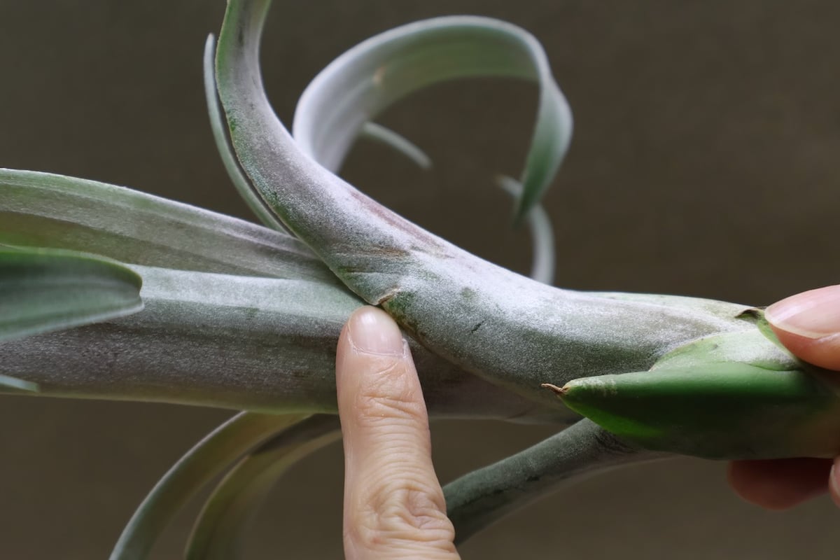 ココナッツグローブ（ チアペンシス × カピタータレッド ) 14号