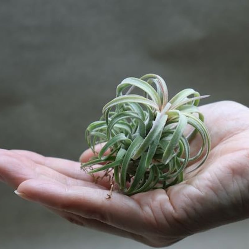 ストレプトフィラ × イオナンタロン 05号 | air-plants TENGU-DO ストレプトフィラ × イオナンタロン 05号 | air-plants TENGU-DO