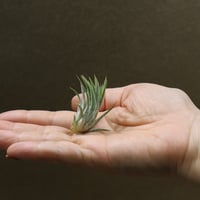 超希少❗️交配種❗️チランジア　ヘザーズブラッシュ （ブラキカウロス×エクセルタ）✨ ヘザーズブラッシュ（ ブラキカウロス × エクセルタ ）25号