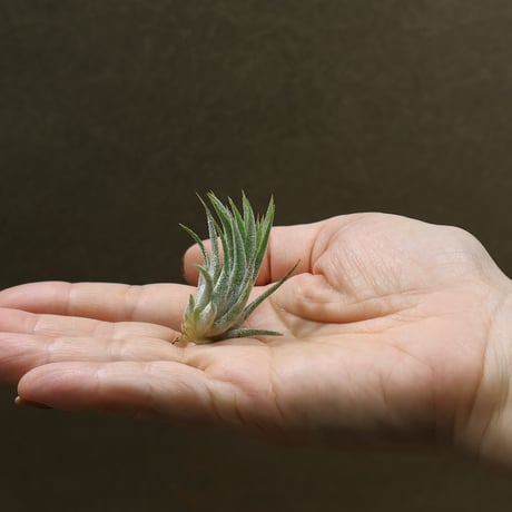 CATEGORY 品種名：I/J/K/L | air-plants TENGU-DO