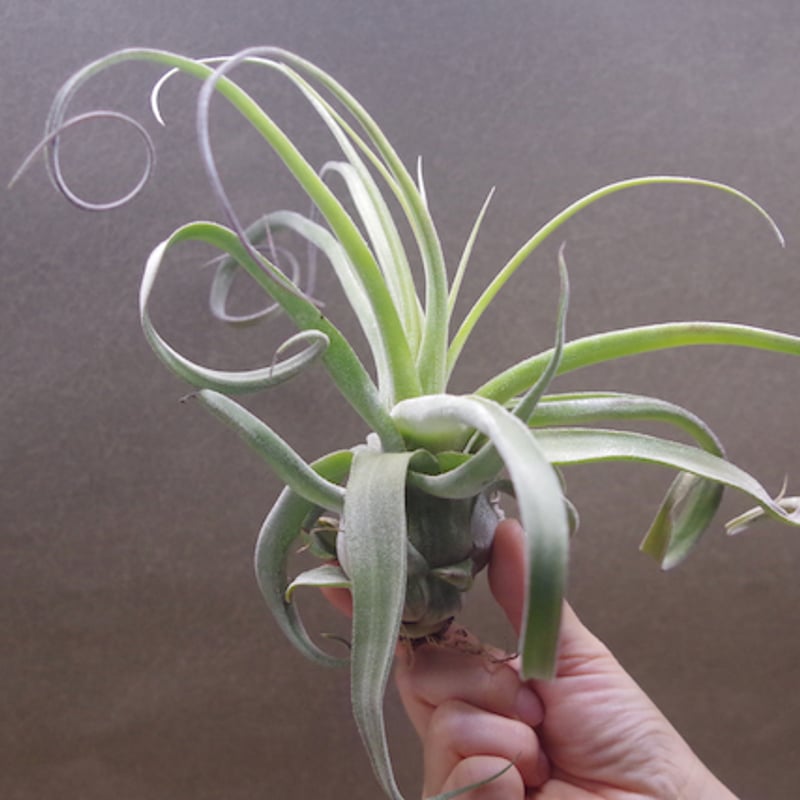 パチャラスノーフレーク 01号 | air-plants TENGU-DO
