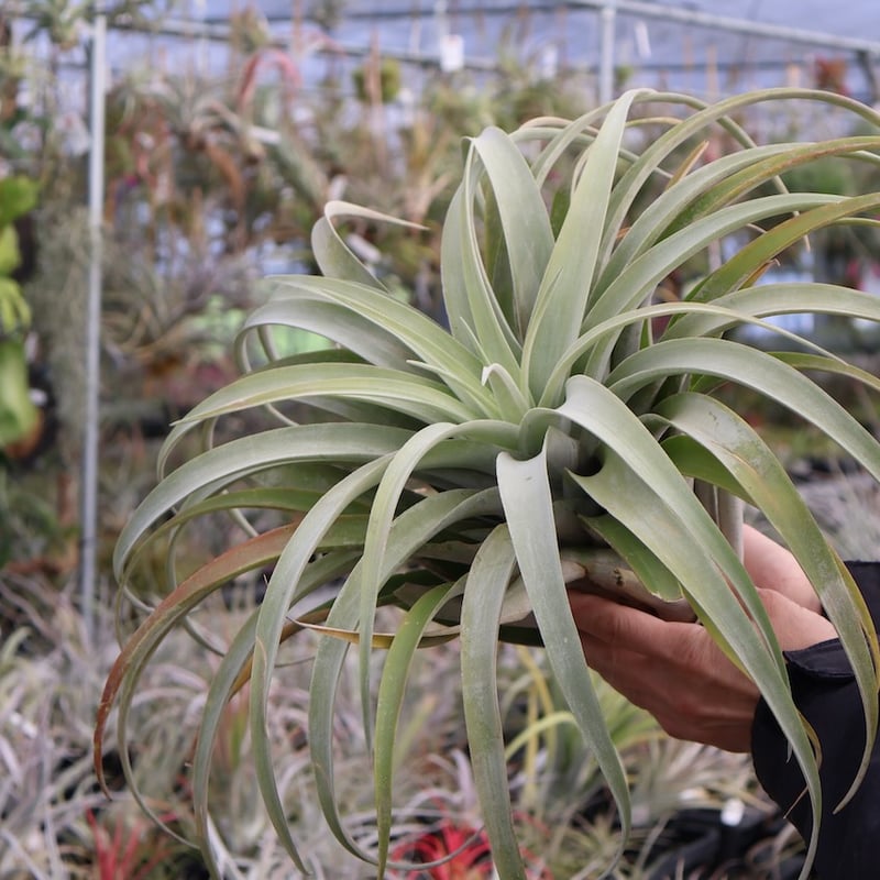 カピタータ・シルバーローズ 2XL 50号 | air-plants TENGU-DO