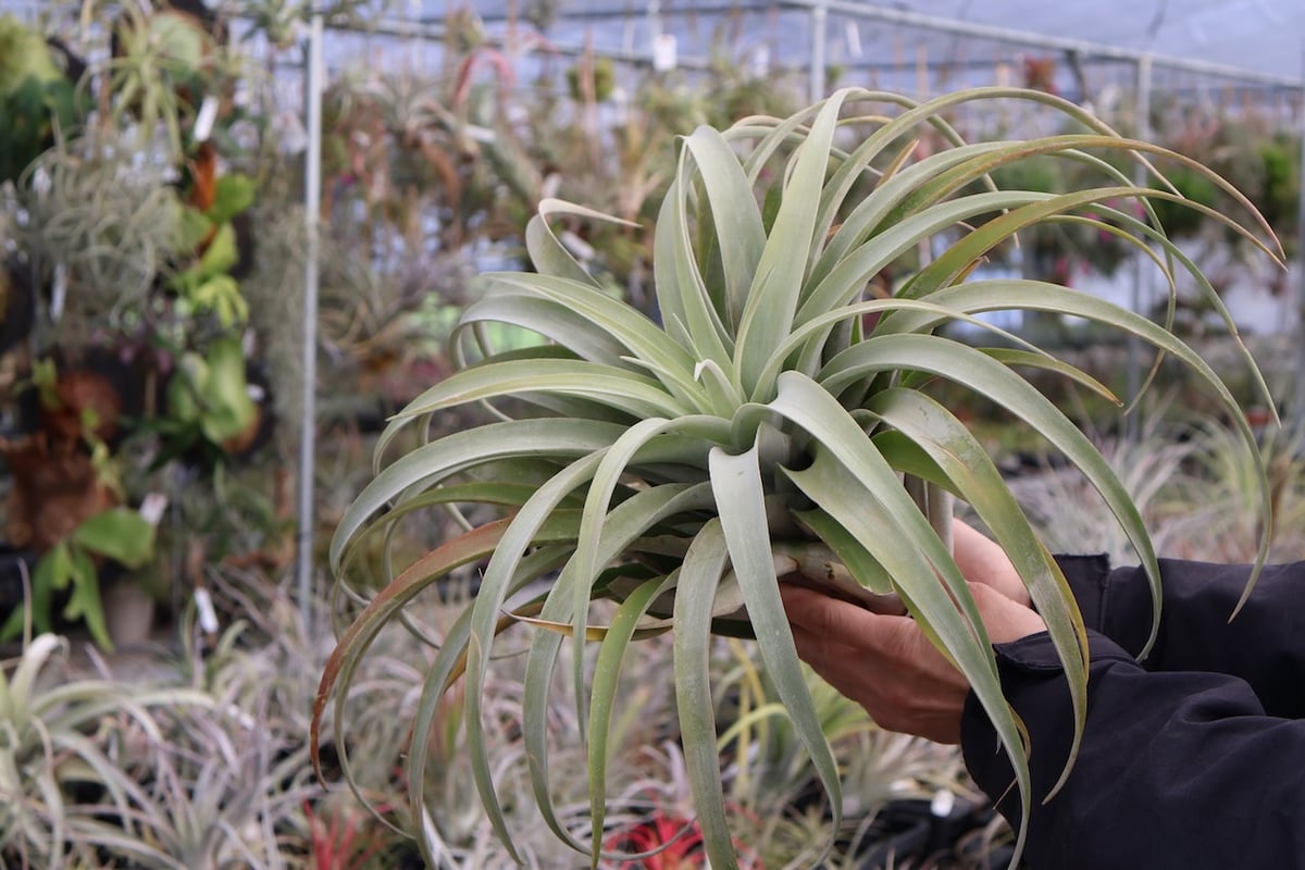 カピタータ・シルバーローズ 2XL 50号 | air-plants TENGU-DO