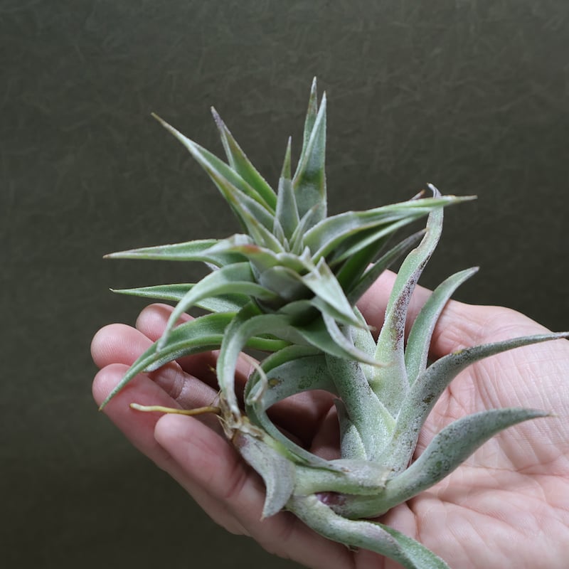 エディシアエ 49号 | air-plants TENGU-DO