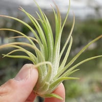 ストレプトフィラ 子株 03号 | air-plants TENGU-DO