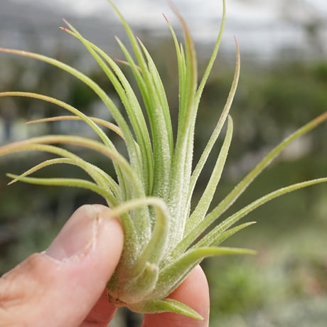 CATEGORY 品種名：U/V/W/X/Y/Z | air-plants TENGU-DO