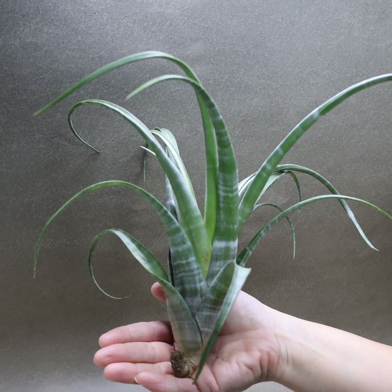 フレクスオーサ ツイスティッドフォーム 30号 | air-plants TENGU-DO