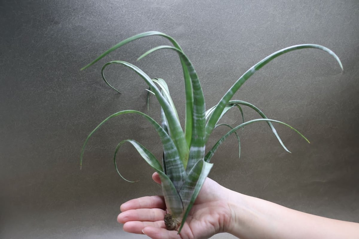 フレクスオーサ ツイスティッドフォーム 27号 | air-plants TENGU-DO