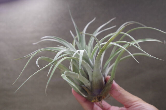 サカパネンシス 06号 | air-plants TENGU-DO