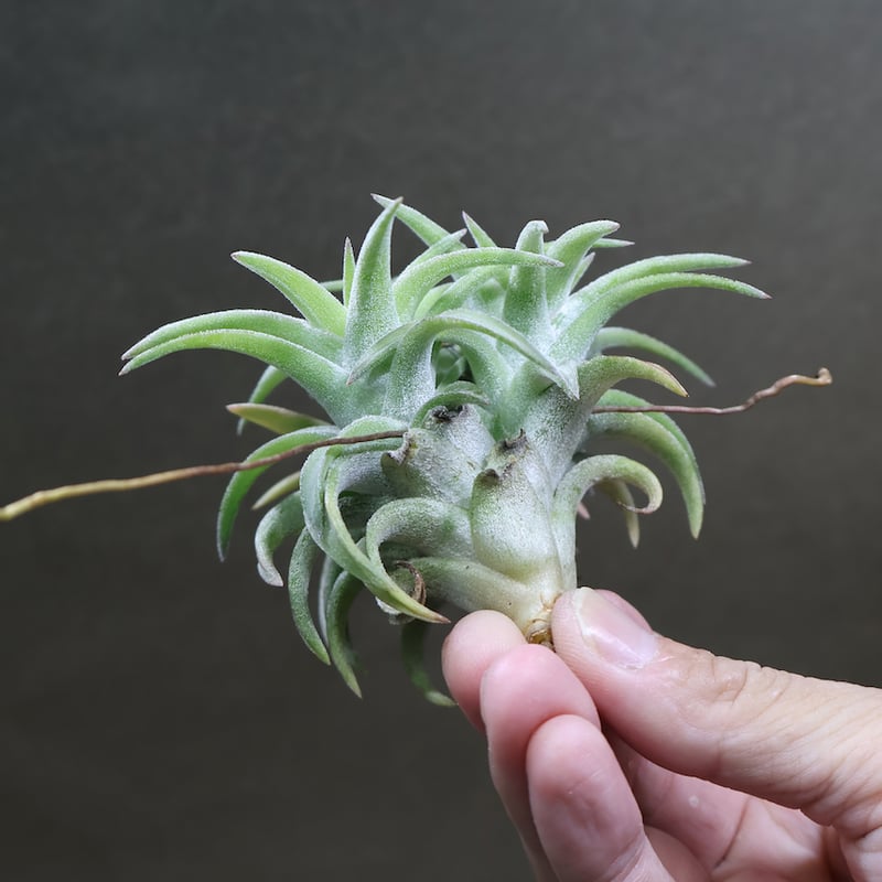 イオナンタ バンハイニンギー ジャンボ 97号 | air-plants TENGU-DO