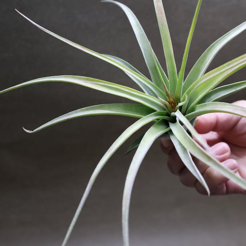 チランジア コンコロール × ストレプトフィラ セレクテッド 楽天市場】(現品) チランジア 交配種 (コンコロール