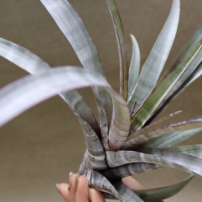 【現品】チランジア・ヒルダエ 　ティランジア・ヒルダエ　７号　うC番 ヒルダエ 57号 | air-plants TENGU-DO