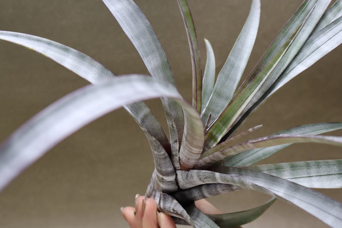 ヒルダエ 57号 | air-plants TENGU-DO