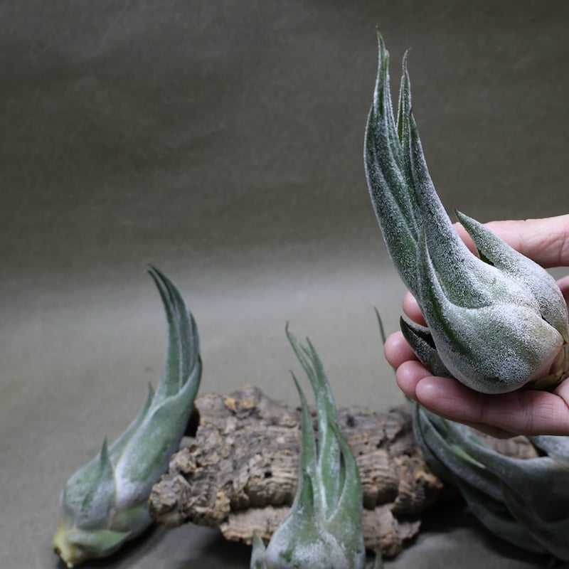 Tillandsia Seleriana Green Giant 速達発送 Tillandsia Seleriana Green Giant 速達発送