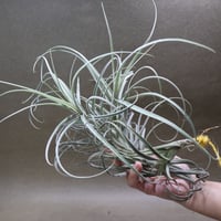イオナンタ ファットボーイ 20号 | air-plants TENGU-DO