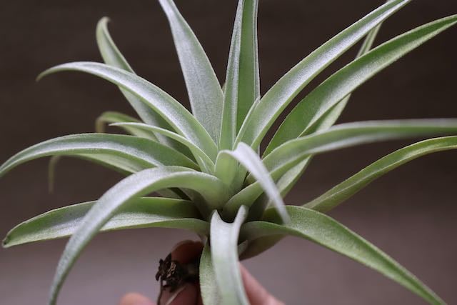 カピタータ シルバーローズ Sサイズ 28号 | air-plants TENGU-DO