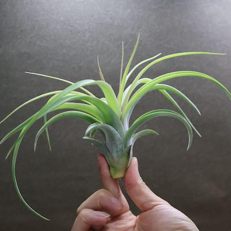 レディ ( コンコロール X ストレプトフィラ ) 06号 | air-plants TENG