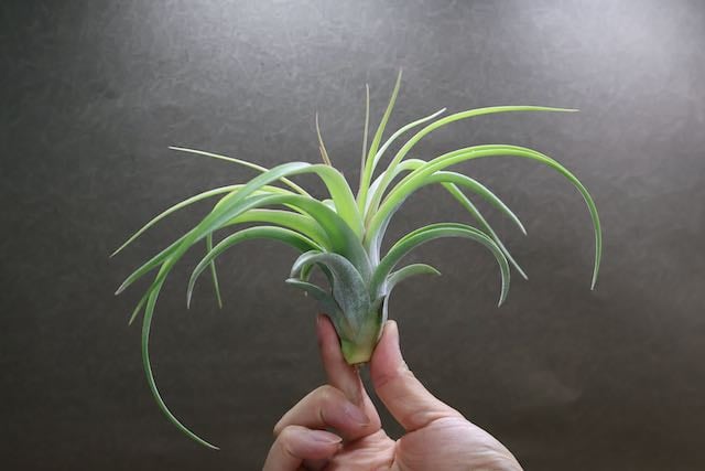 レディ ( コンコロール X ストレプトフィラ ) 06号 | air-plants TENG