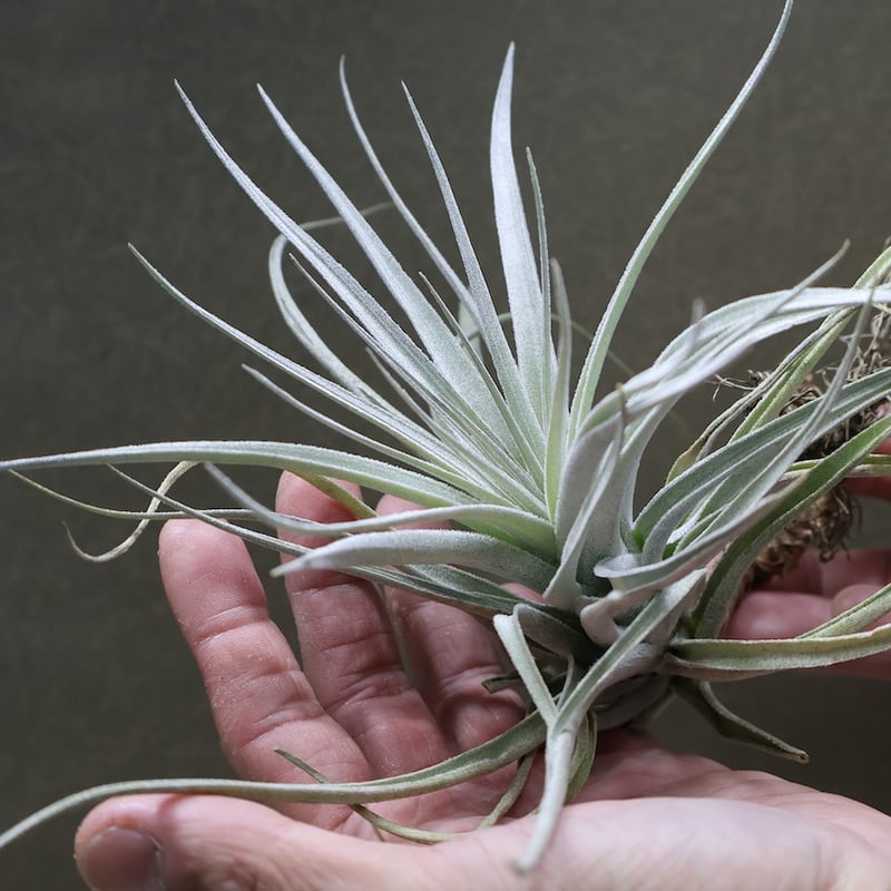 Kazukiyo様★ユーカリブレンド　ニューエア　ラヴィンツァラ　ヒバ　ミルラ レクルビフォリア × ガルドネリ 10号 | air-plants TENGU-DO