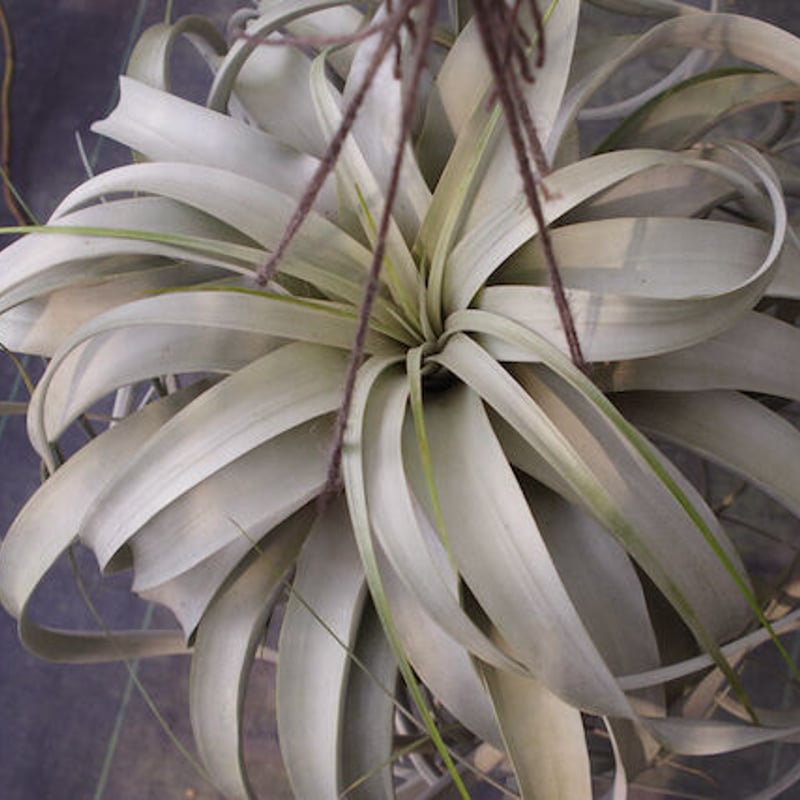 キセログラフィカ 特大2X Lサイズ 03号 | air-plants TENGU-DO