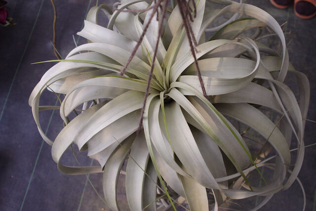 キセログラフィカ 特大2X Lサイズ 03号 | air-plants TENGU-DO