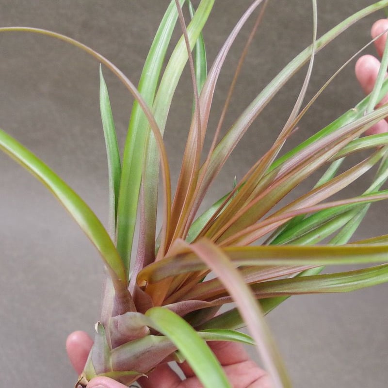 カピタータ マロン 05号 | air-plants TENGU-DO