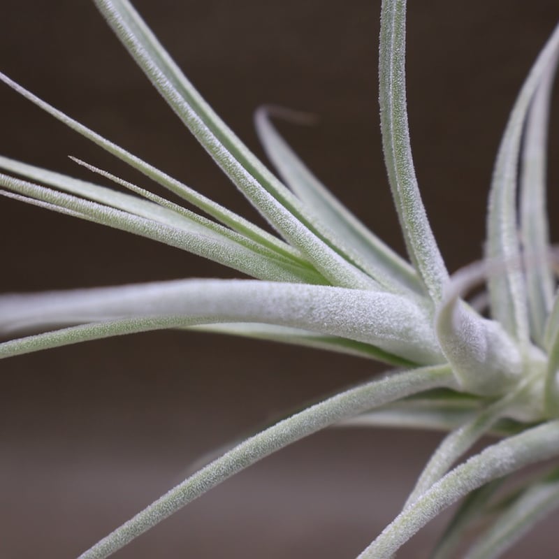【現品】チランジア・ストラミネア　大（2） プルプレア x ストラミネア 02号 | air-plants TENGU-DO