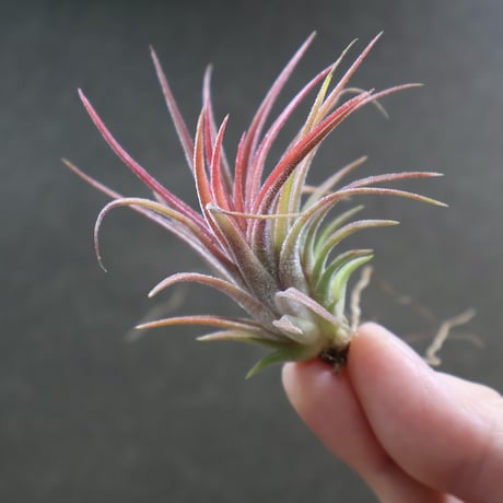CATEGORY 品種名：I/J/K/L | air-plants TENGU-DO