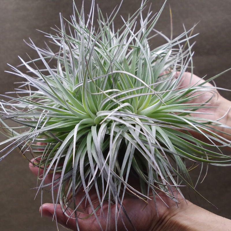ストリクタ ステアリング クランプ 01号 | air-plants TENGU-DO