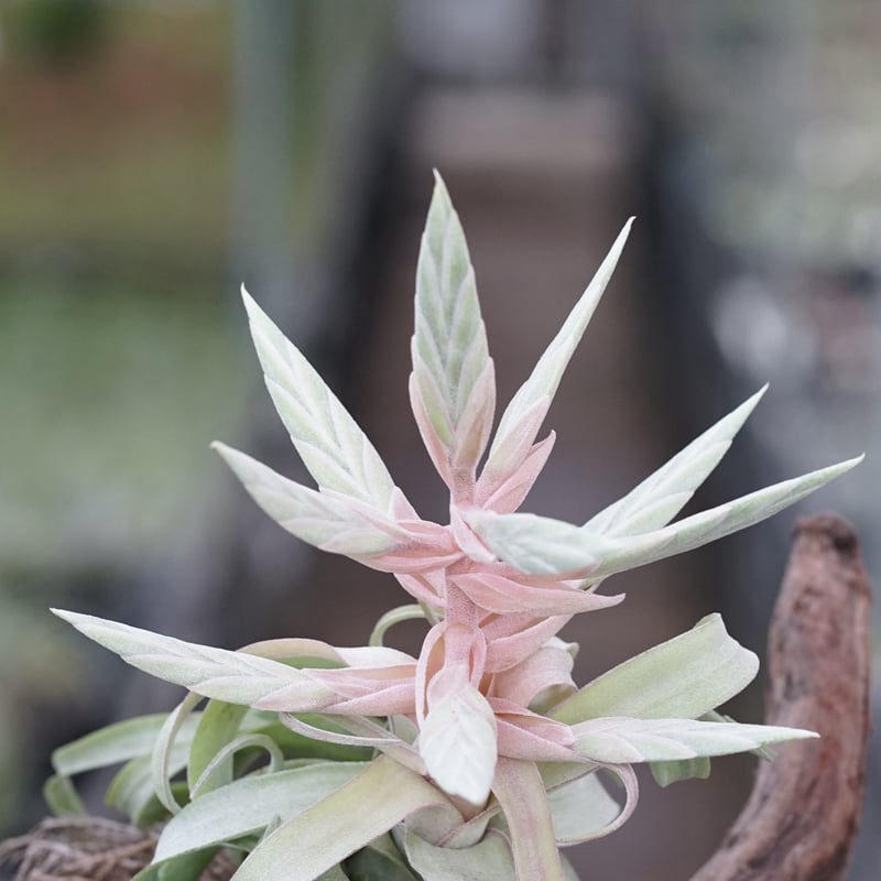 スタッフ特選】ストレプトフィラ Lサイズ 花芽付きB号 | air-plants