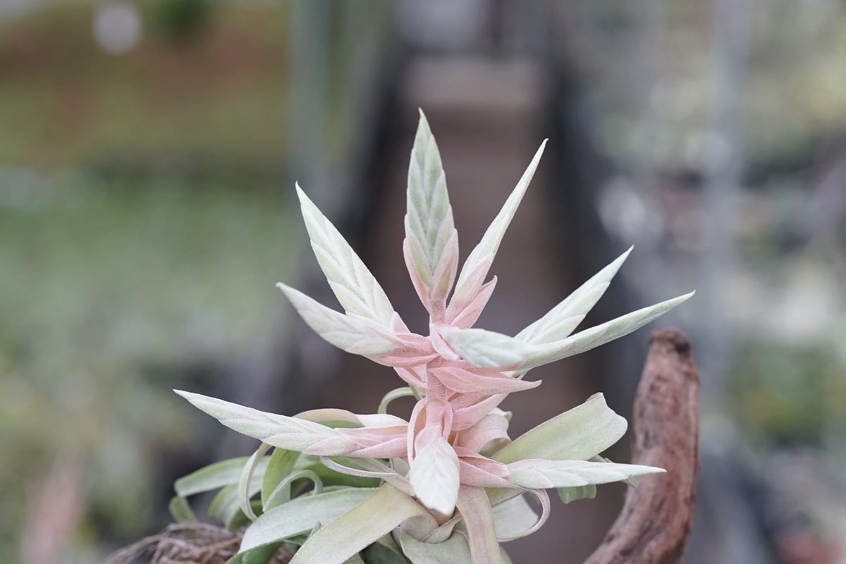 スタッフ特選】ストレプトフィラ Lサイズ 花芽付きB号 | air-plants