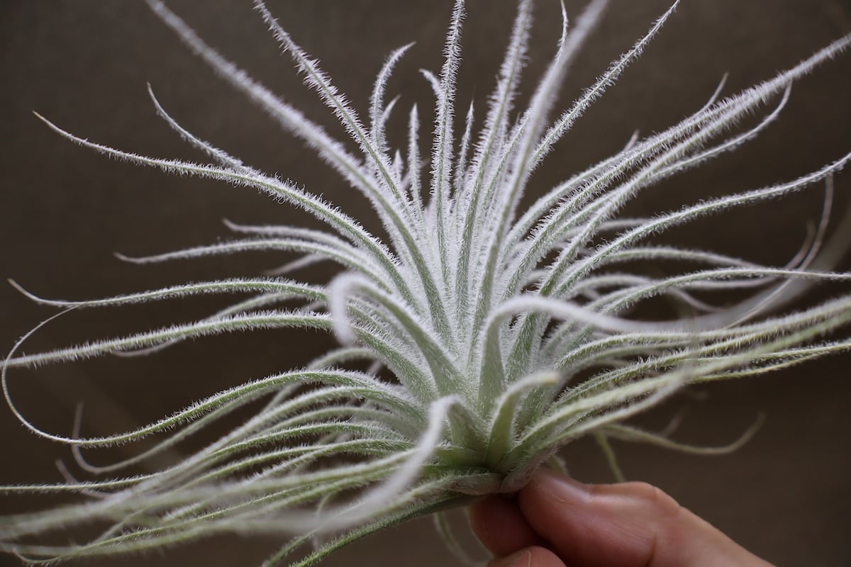 テクトラム Lサイズ19号 | air-plants TENGU-DO