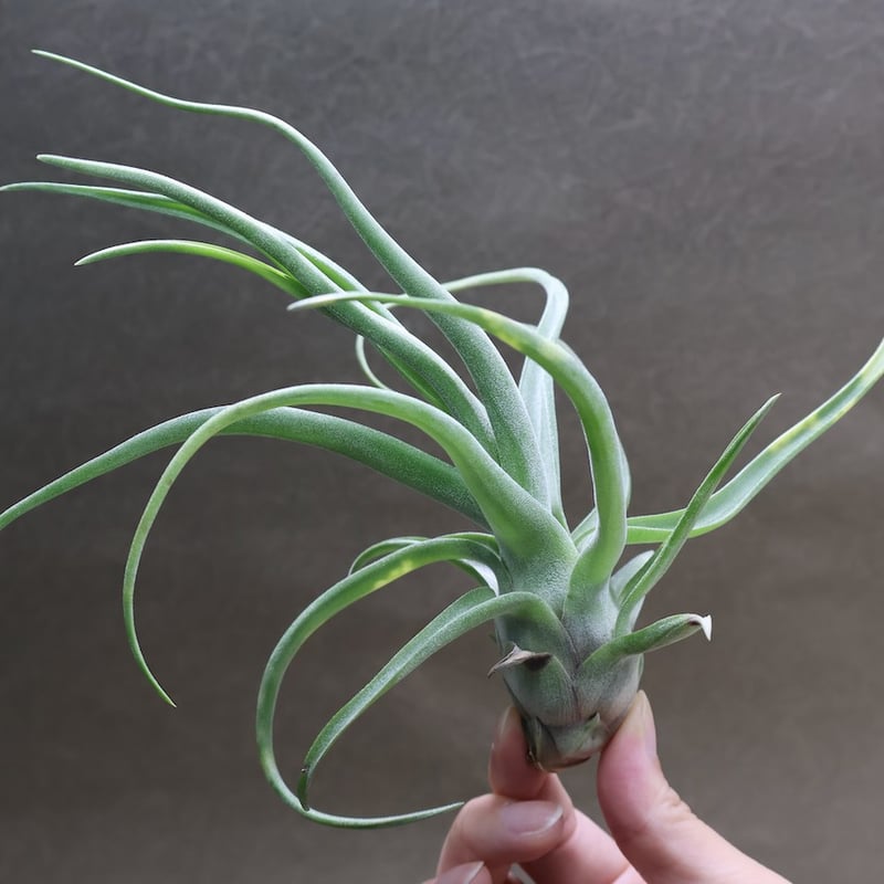 ショータイム × ストレプトフィラ Mサイズ03号 | air-plants