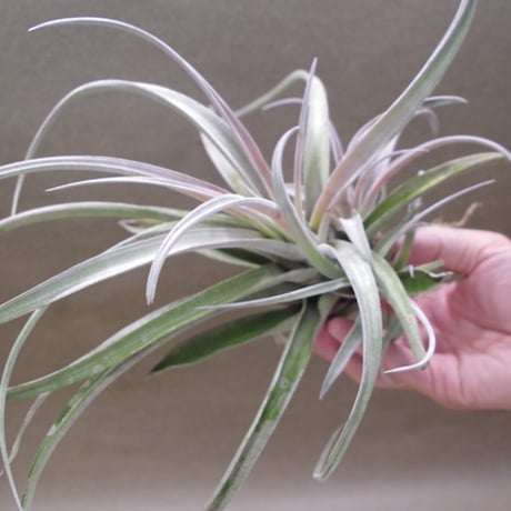 チアペンシス Lサイズ 09号