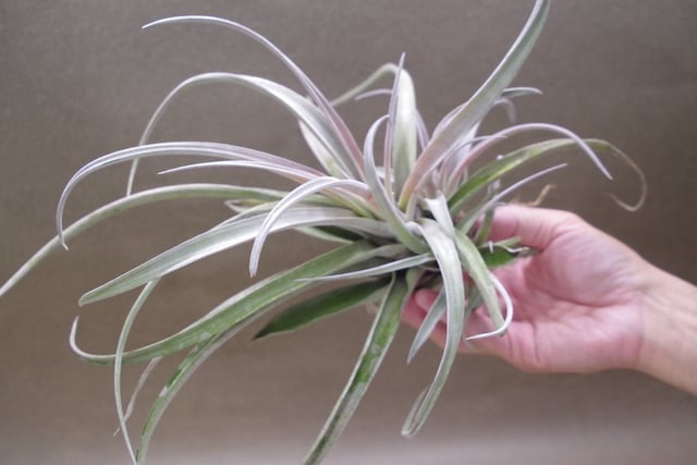 チアペンシス Lサイズ 09号 | air-plants TENGU-DO