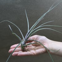 スプレンゲリアナ Lサイズ 02号 | air-plants TENGU-DO