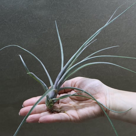 壺型チランジア3点セット 速達 壺型チランジア3点セット 速達