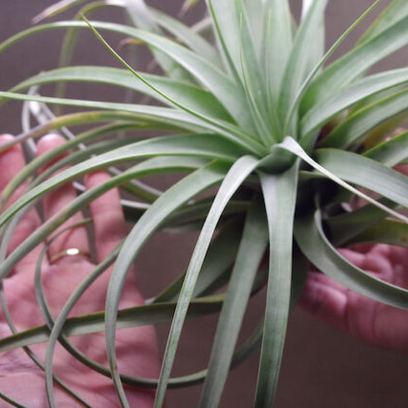 tomasellii 'Tropiflora'〔エアプランツ〕T5159 Tillandsia tomasellii – Tropiflora