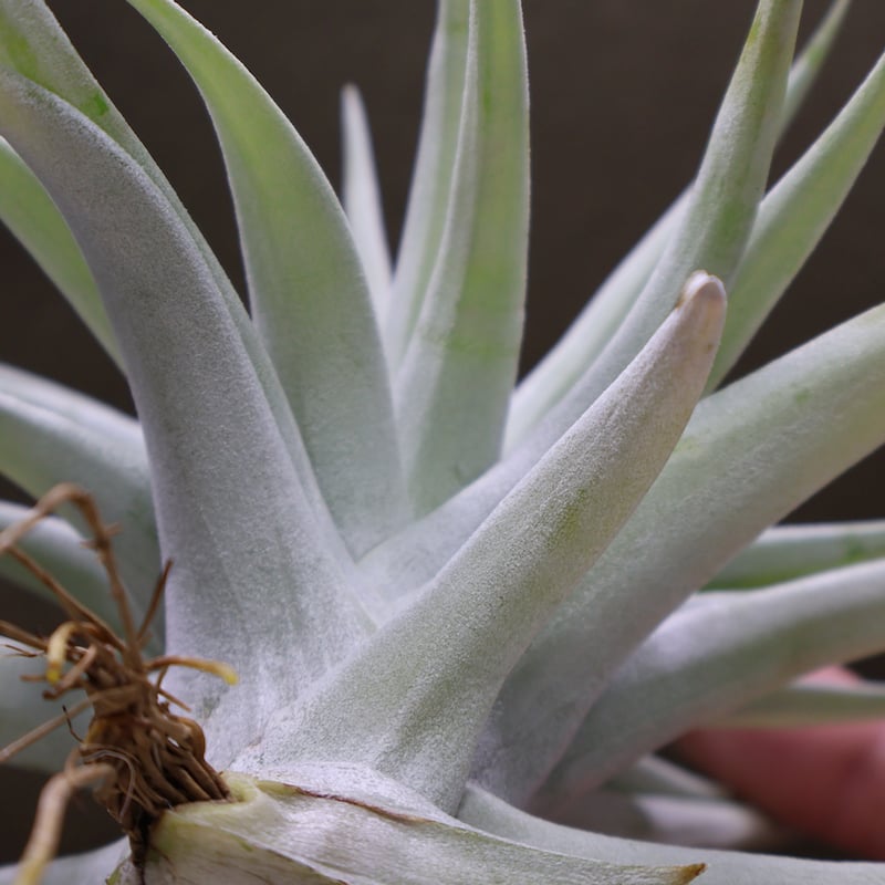 ハリシー × キセログラフィカ 01号 | air-plants TENGU-DO