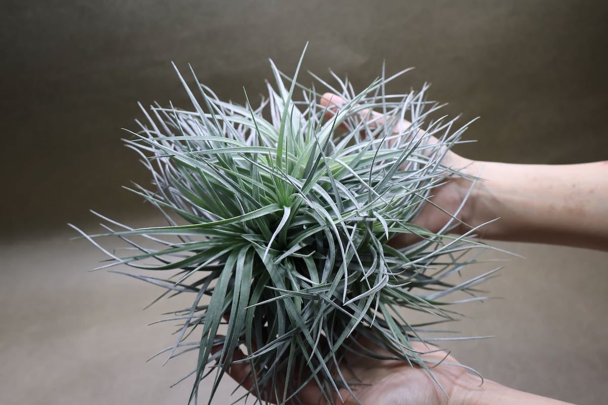 コットンキャンディ クランプ 27号 | air-plants TENGU-DO