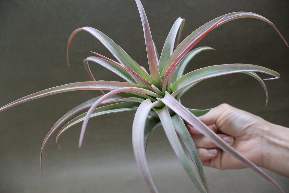 チランジア キセログラフィカ × イオナンタバンハイニンギー キセログラフィカ × イオナンタバンハイニンギー 05号 | air-plants