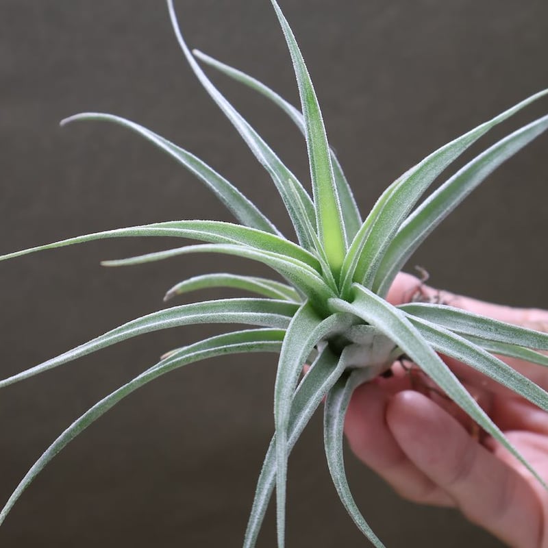 チアペンシス × エーレルシアナ 01号 | air-plants TENGU-DO